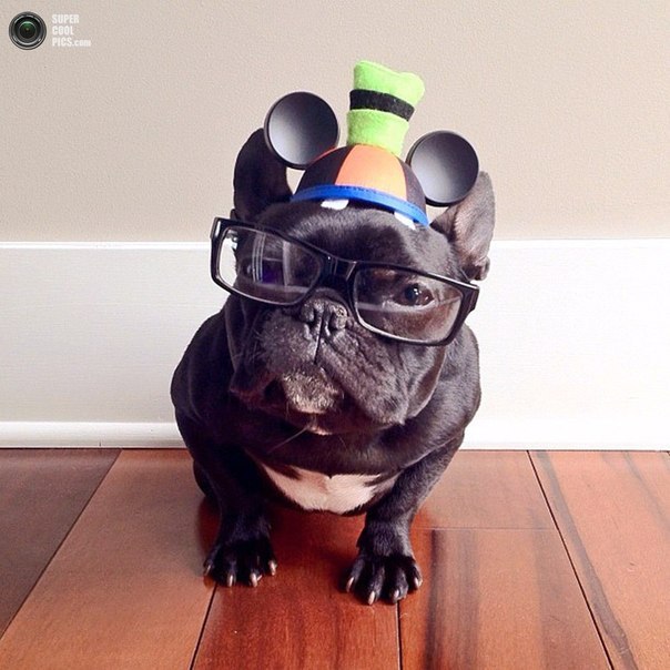 Trotter, Hipster Bulldog - 7