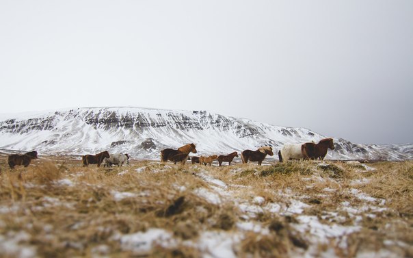 Ісландія - 7