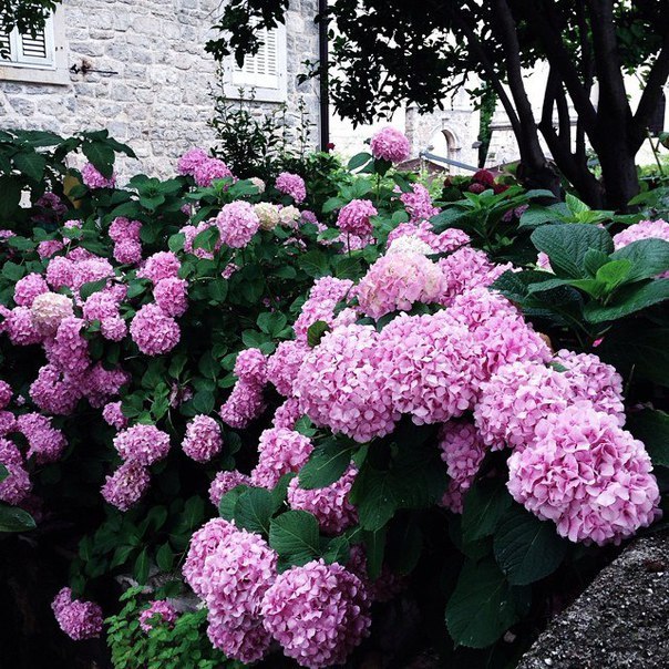 Будва, Чорногорія