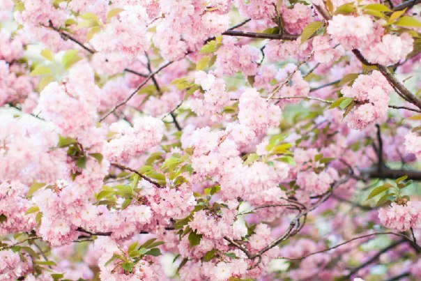 Цветущий Нью-Йорк, США - 5