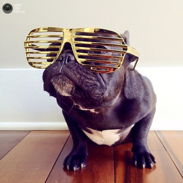 Троттер, хипстерский бульдог