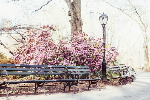 Цветущий Нью-Йорк, США - 8