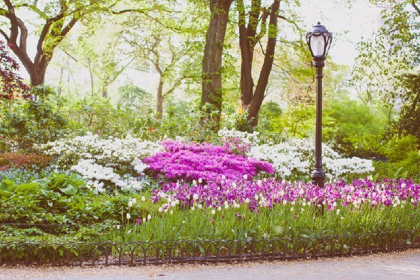 Цветущий Нью-Йорк, США