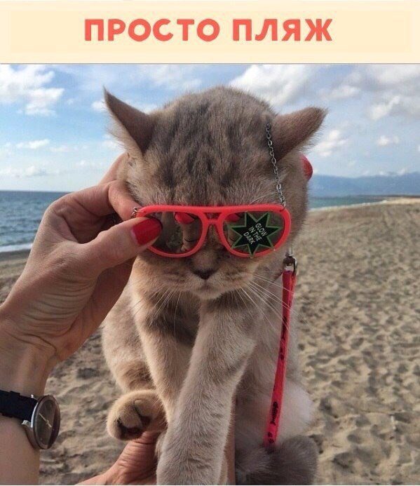 Много путешествующая кошечка Дейзи