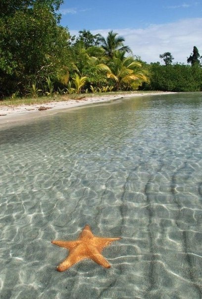 Beach of the starfish - Boca del Drago, Panama
