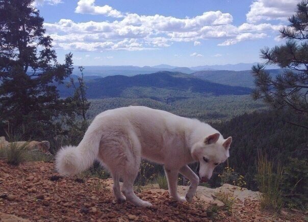 Джон Сторц – иллюстратор и путешественник из США. У Джорджа есть верный пёс по кличке Волк, с которым они вместе очень любят изучать свою родину. Парень и собака намерены объездить буквально всю Америку, а результат путешествий — фотографии Волка на фоне  - 5