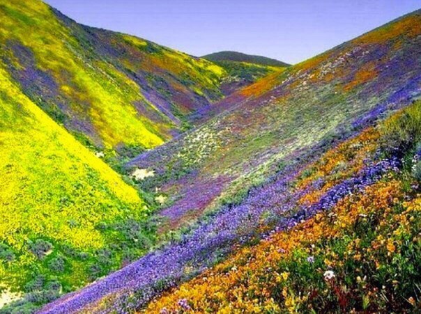 Долина квітів в Гімалаях