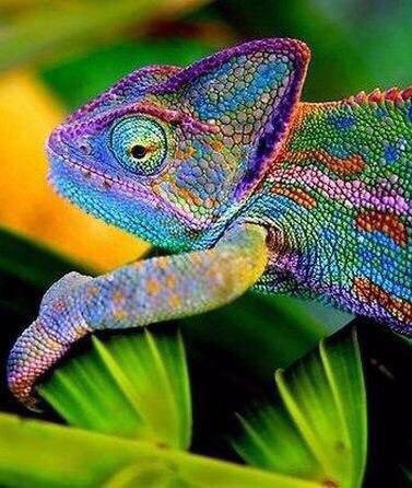 Яркие представители планеты