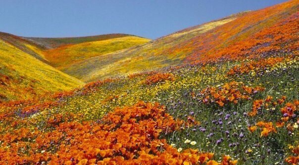 Valley of Flowers in the Himalayas - 6