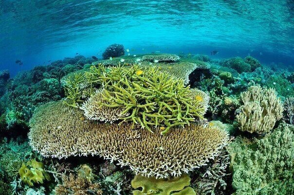 Индонезийский остров Мисул - 6