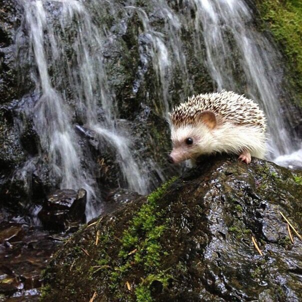 Їжачок - мандрівник