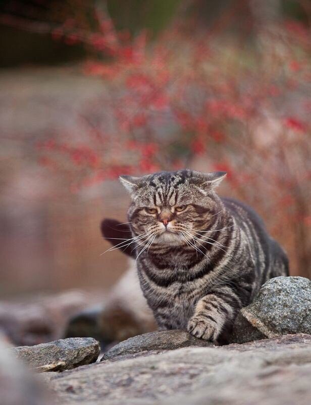 Очень важный кот