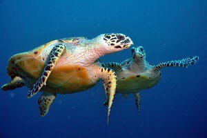 Underwater world in the Maldives - 9