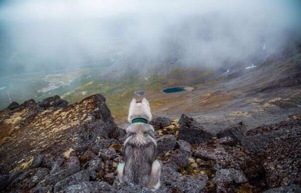 Хаски- путешественник - 6