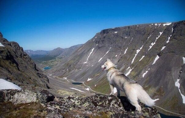 Хаски- путешественник