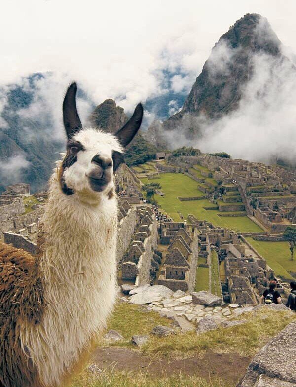 Селфи лам на Мачу-Пикчу - 5