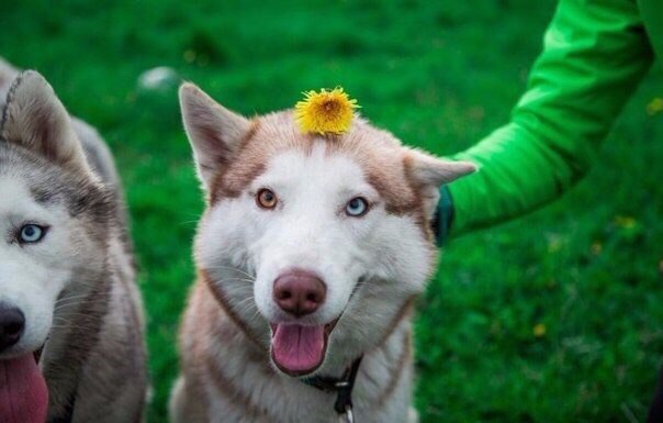 Хаски- путешественник - 5