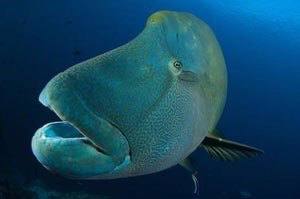 Underwater world in the Maldives - 7