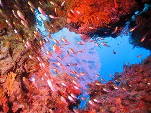 Underwater world in the Maldives - 8