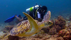Underwater world in the Maldives