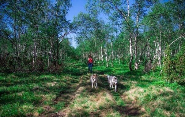 Хаски- путешественник - 8