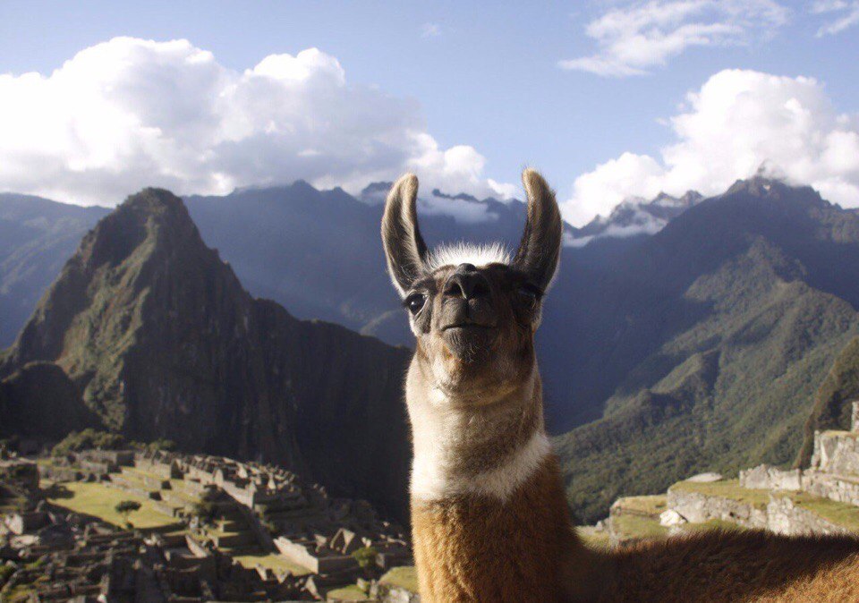 Селфи лам на Мачу-Пикчу