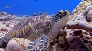 Underwater world in the Maldives - 6