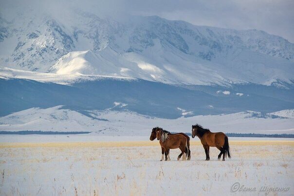 Mountain Altai