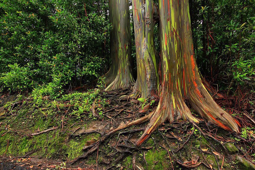 Гавайский архипелаг