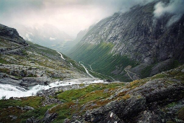 Chauriutia Norway - 5