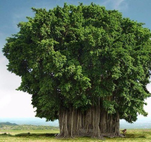 Самые причудливые деревья мира! - 5