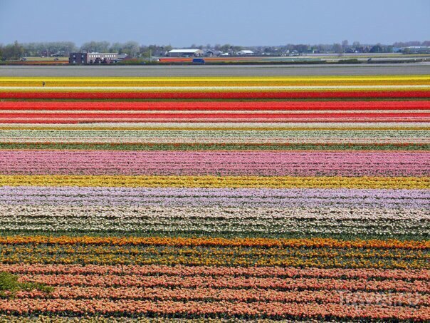 Разноцветные поля, Нидерланды - 7
