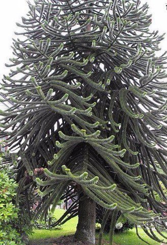 Самые причудливые деревья мира!