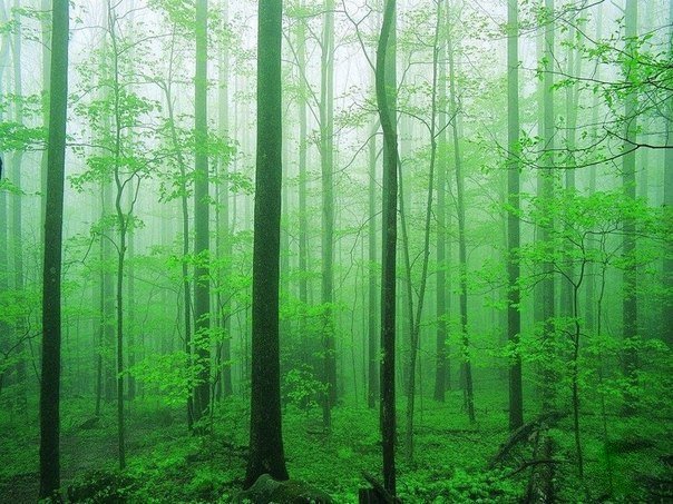 Цветотерапия