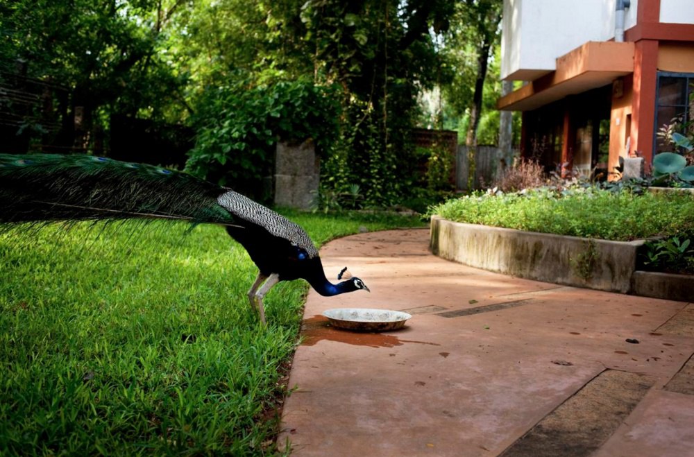 Ауровиль — город будущего, которому нет дела до политики, религии и национальностей - 6