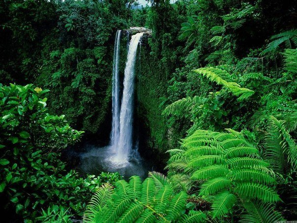 Цветотерапия - 7