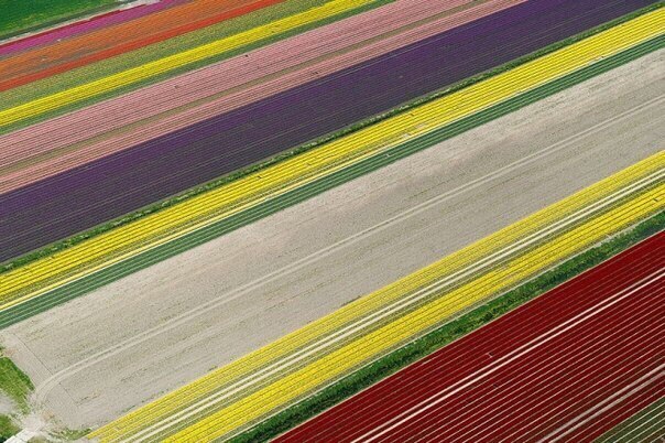 Разноцветные поля, Нидерланды - 5