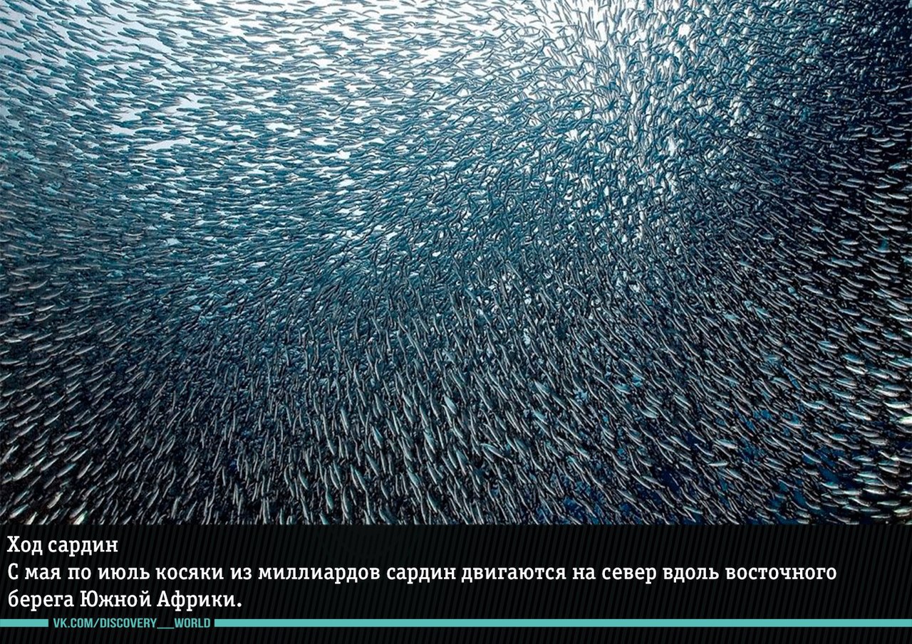 Удивительные явления природы, в которые трудно поверить - 6