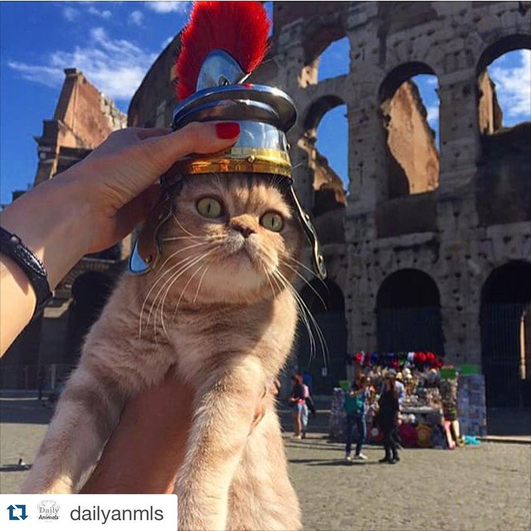 Дейси, кот который путешествует больше тебя - 5