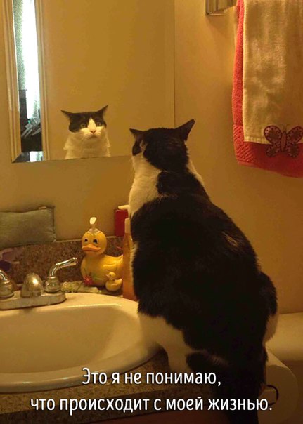 Животные совсем как мы. - 9