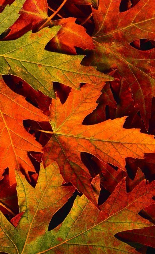 Осень — это сны листопада…