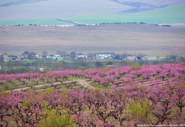 Цветение крымских персиков