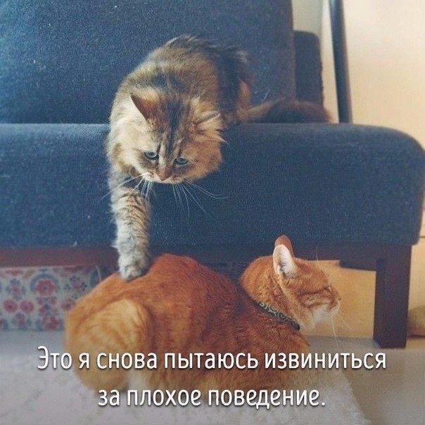 Животные совсем как мы. - 6