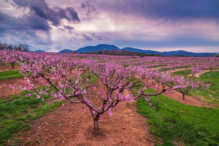 Цветение крымских персиков - 8