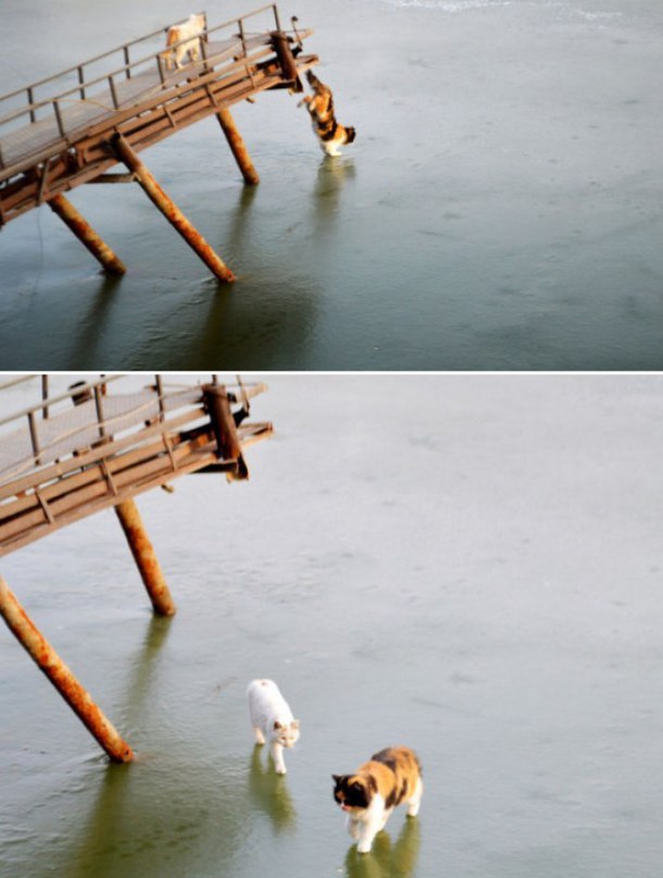 Коты в полном недоумении