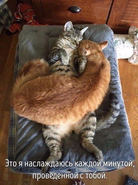 Животные совсем как мы. - 8