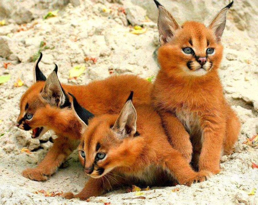 Котята каракала, их осталось в Туркменистане около 300. 