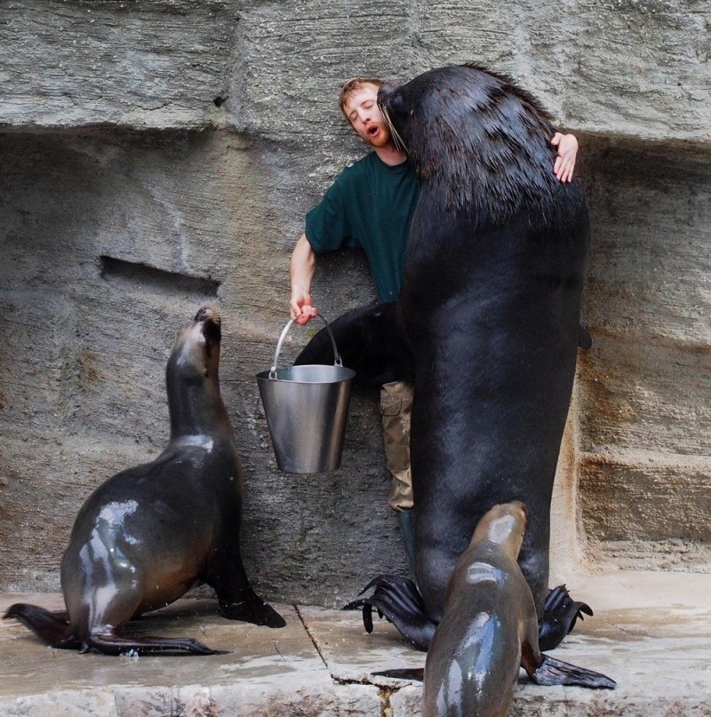 Морские котики благодарят кормильца. <br><br>Вокруг Света в Instagram @roundtheworld2