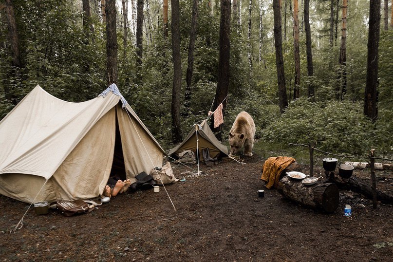 Медведь Степан пропагандирует отказ от охоты - 7