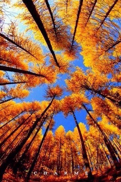 Зoлoтая oceнь